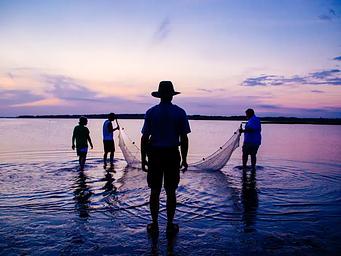 Seining the waters of Assateague