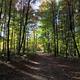 Vertical photograph of a wooded trail through mature trees — useful scenic view showing on-site trails/wooded areas; provided as a background image on the Home page.