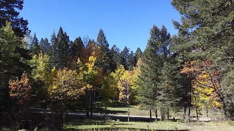 Aspen Group Area (Lincoln National Forest, NM)