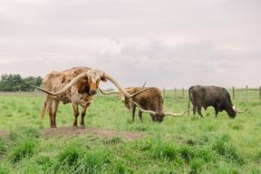 CF Ranch & Cattle Co.