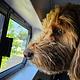LunaSea Van-AC-Heater-Solar-Dog Friendly-Off Grid