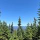 View of fir trees and distant mountain ridges, blue sky above