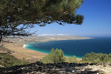 Pine tree overlooking coastal marine terrace with dry grass, ocean, and white sand beach. 