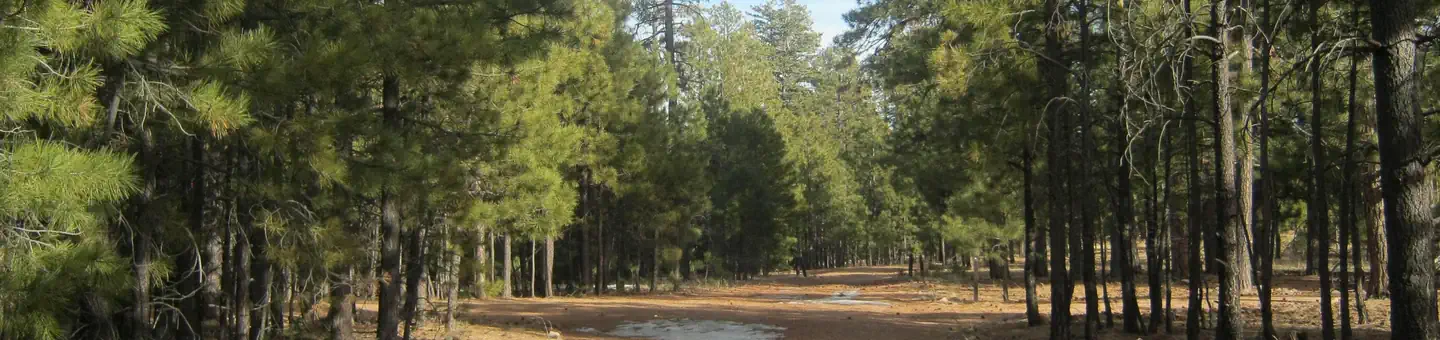 Black Canyon Rim Campground (apache-sitgreaves National Forest, Az)