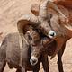 Two male Deset Bighorn Sheep