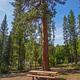 INDIAN TREES CAMPGROUND  Campsite