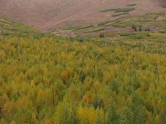 Chugach National Forest