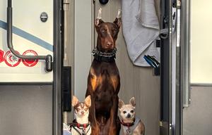 Easy Tow Camper | Hike 100 | Pet Friendly