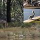 Wildlife around campground