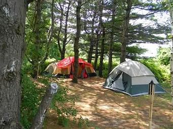 A red and yellow a blue and white tent pitched near each other under trees