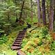 Wood steps forming a trail in trees with green undergrowth