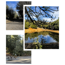 Collage with close view of a small lake/pond framed by pines, plus campground gravel lanes and a group of birds — useful scenery and site circulation views that match the property grounds.