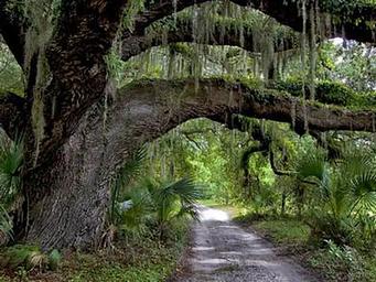 large live oak branches extending over sand road