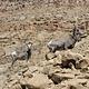 Bighorn sheep