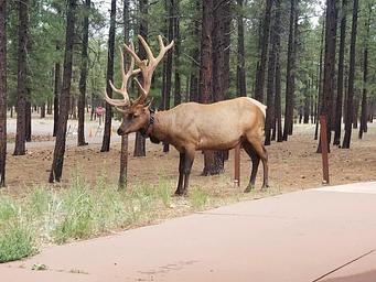 Big elk