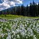Camas in bloom at Fales Flat 