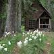 White flowers in a fir forest leading to a small wood cabin built on a stone foundation.