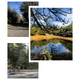 Collage with close view of a small lake/pond framed by pines, plus campground gravel lanes and a group of birds — useful scenery and site circulation views that match the property grounds.