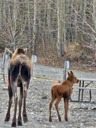 On-site campsite scene with a mother moose and calf walking among picnic tables and hookups — clearly shows wildlife at the campground and the gravel campsite layout referenced on the site.