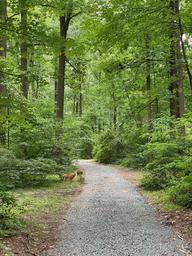 Jugtown Mountain Campsites