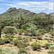 Several saguaro surrounded by desert plants with a mountain in the background.