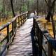 The boardwalk through Congaree National Park
