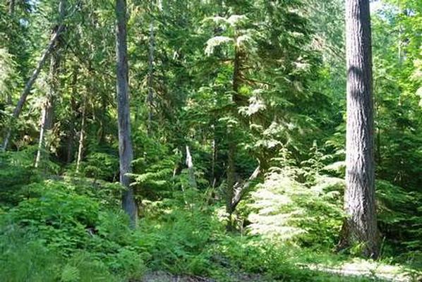 A001, Loop: AREA NORTH FORK ELK GROUP