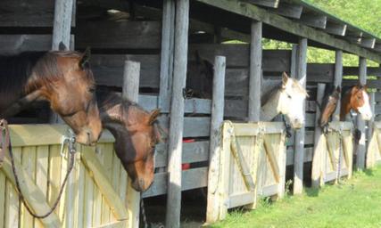 Stable/barn with horses in stalls — shows the on-site equine facilities and accommodations (from Horse Accommodations page).