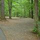 Horseshoe Point campsite with picnic table, surrounded by forest. 