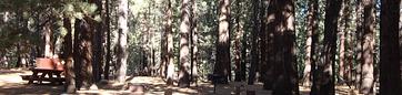 Pine Glen