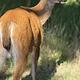 Surveyor 247BH Dog Friendly + Bunkhouse + Island