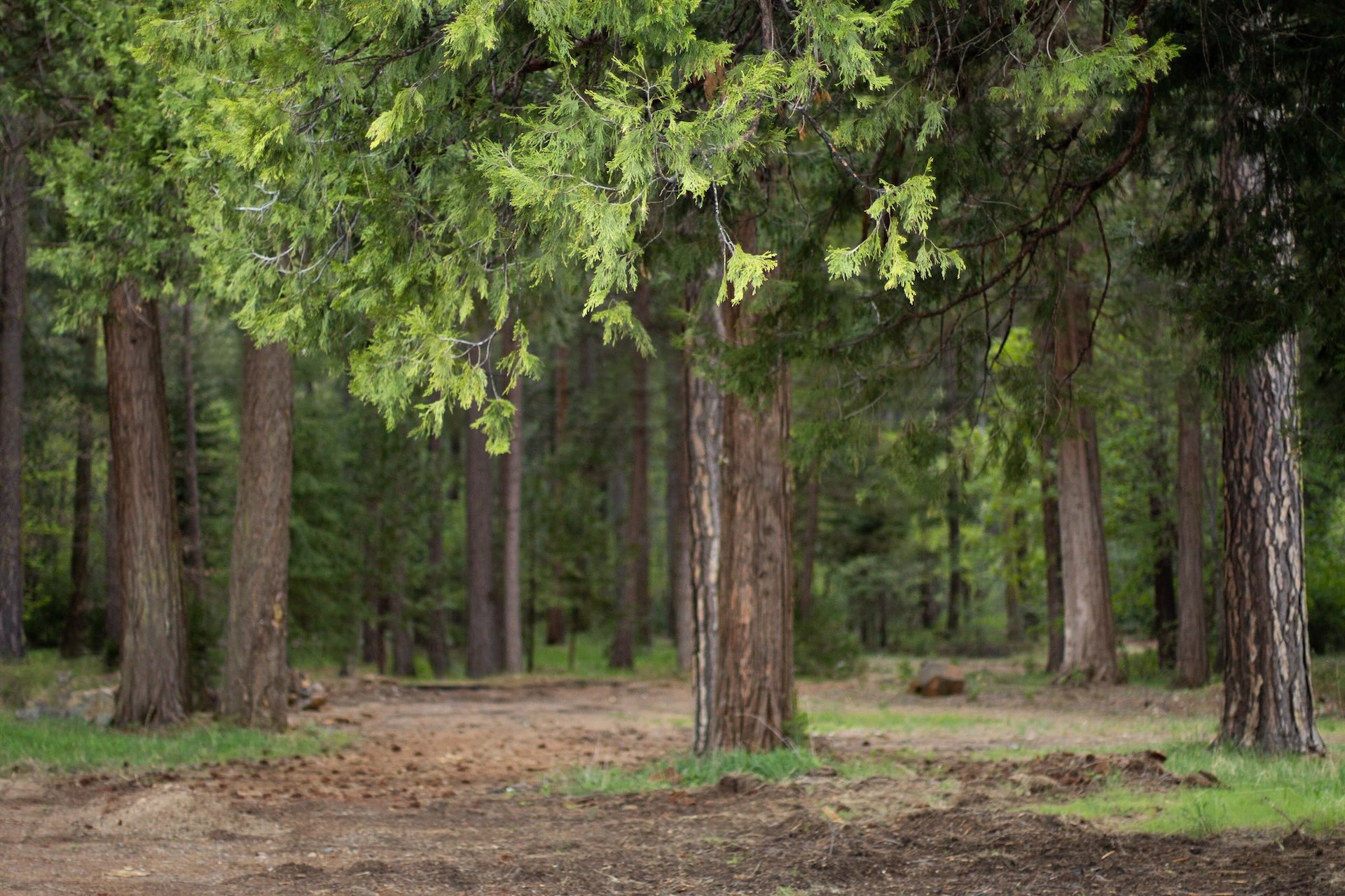 Forest Lodge Campground and RV