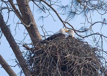 TUTTLETOWN RECREATION AREA 4