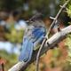 Tower Fall Stellars Jay