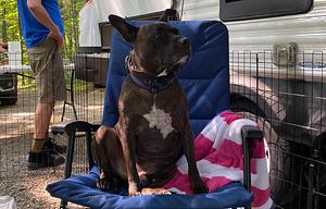 The Dog's Vacation House