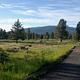 This site has a picnic table and grill in a grassy area to the side of the parking slot. There are a few trees that are in the background. 