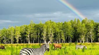 Safari Wilderness Glamping