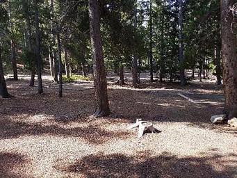 Pickle Gulch