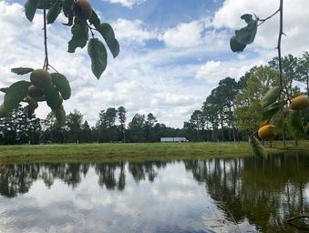 Piney Woods Village RV Park