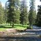 Hyalite Creek & pine treesHyalite Creek