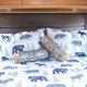 Roam with Jeff:  The Colorado Cabin RV
