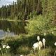 Lake Inez, Montana, looking northwest. Bear grass is blooming in the early summer. 