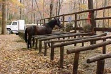 A horse hitched at Round Bottom Horse Camp