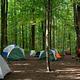 Multiple tents surrounded by deciduous trees