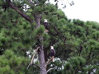 Wildlife 
