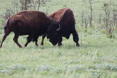 Two young male American bison playfully sparring.