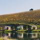 Wide scenic shot of the trailers lined along the pond with vineyard rows on the hillside and reflections in the water—good overall view of campsite arrangement (source page: /trailers).