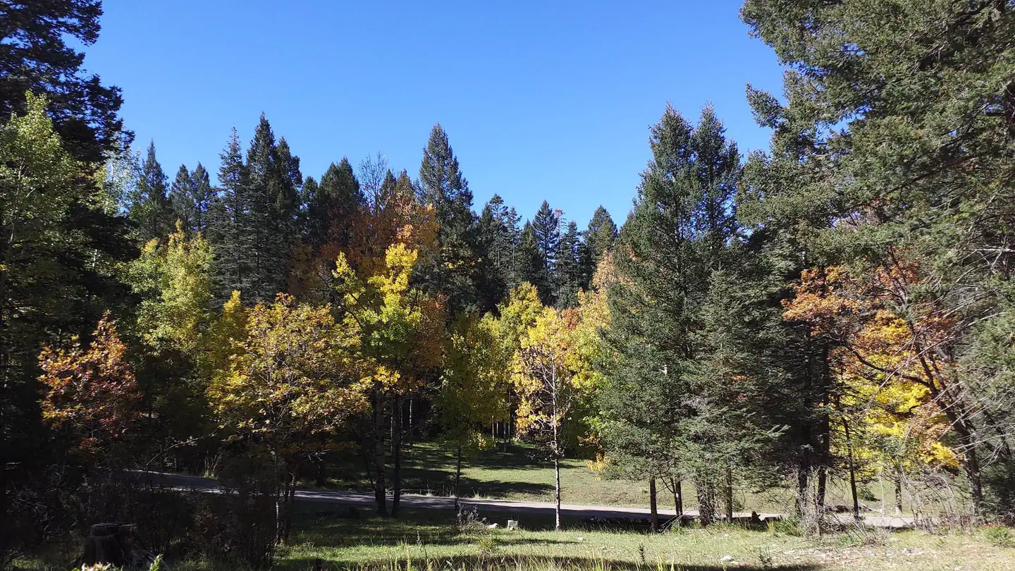 Aspen Group Area (lincoln National Forest, Nm)