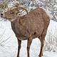 Female Desert Bighorn Sheep in Snow