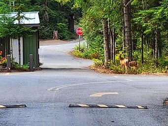 Kachess campground 
